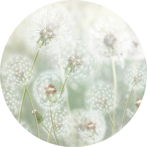 Jeger Tapeta koło Meadow