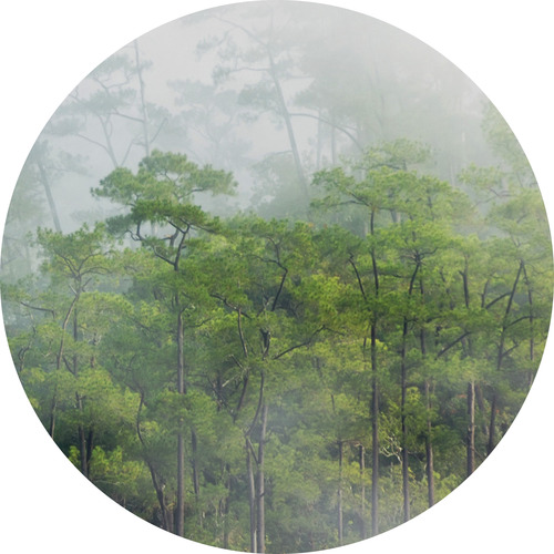 Jeger Tapeta koło Rain