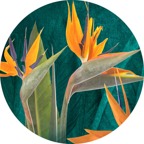 Jeger Tapeta koło Strelitzia