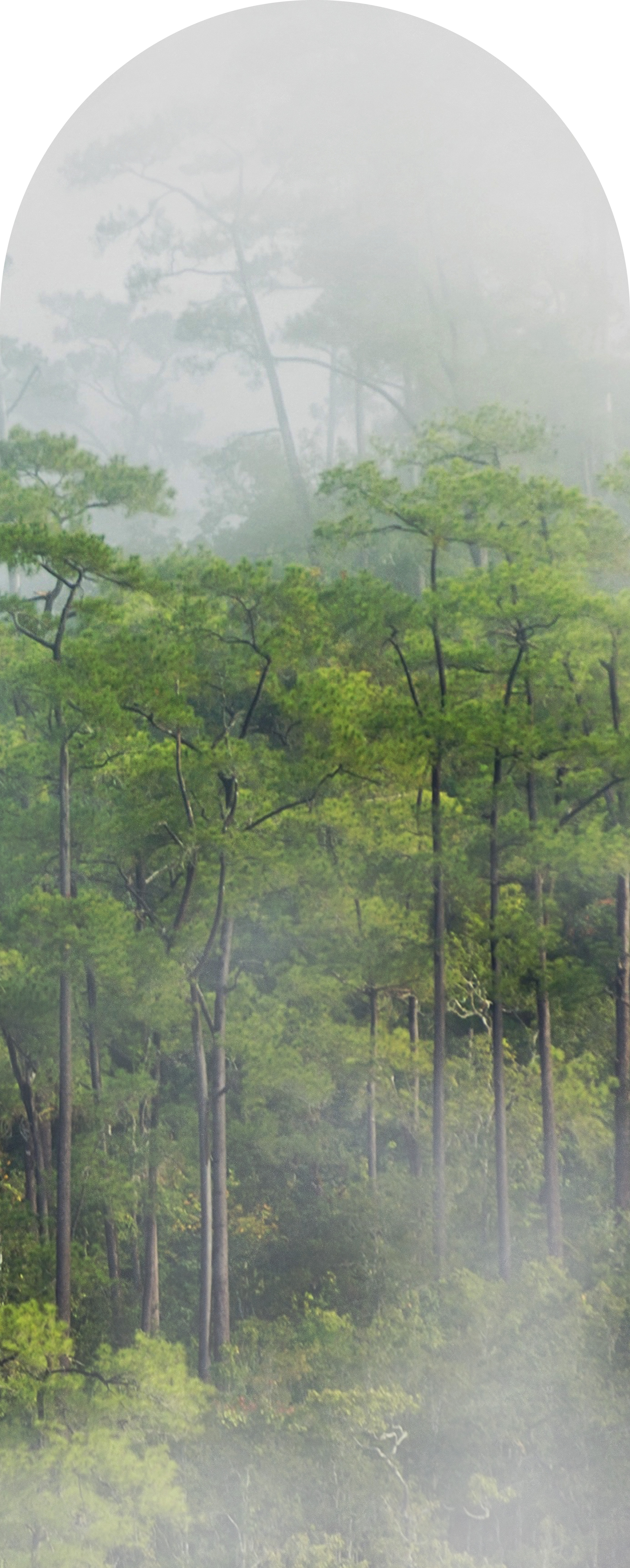 Jeger Tapeta łuk Rain