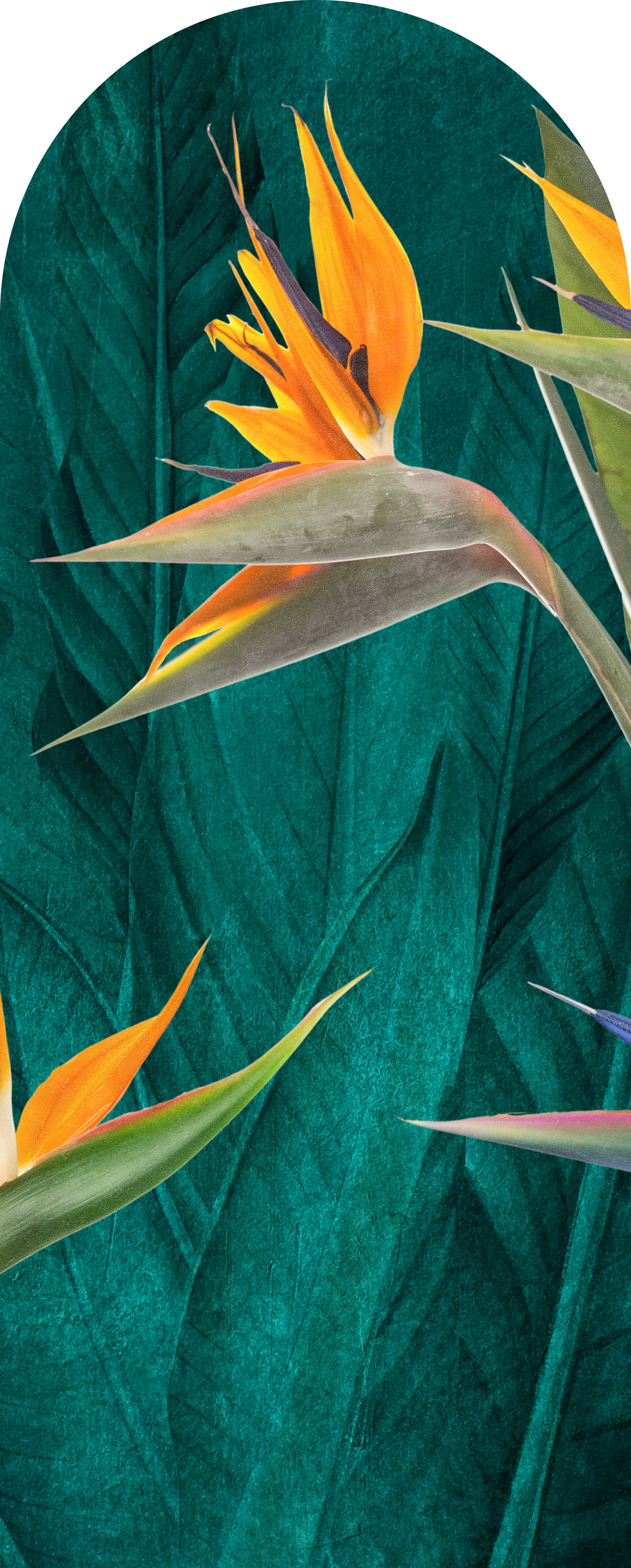 Jeger Tapeta łuk Strelitzia