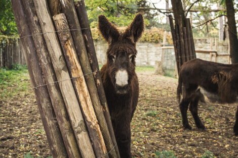 Wspieramy wrocławskie ZOO