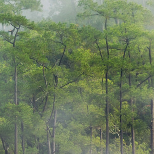 Jeger Tapeta łuk Rain