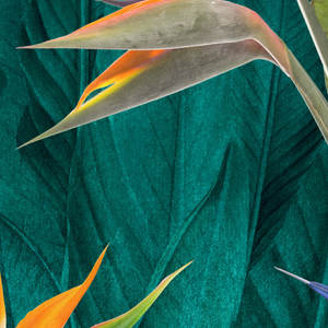 Jeger Tapeta łuk Strelitzia