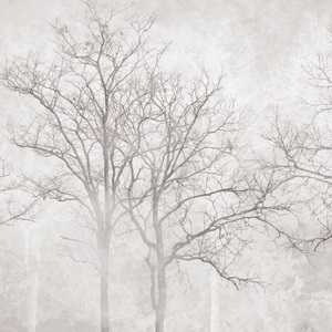 Jeger Tapeta Mural Arbor