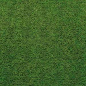 Jeger Tapeta na wymiar Moss